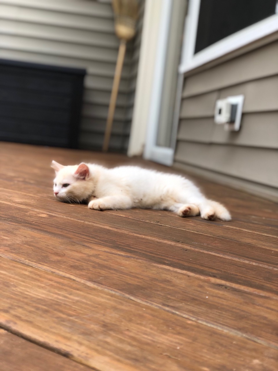 cat