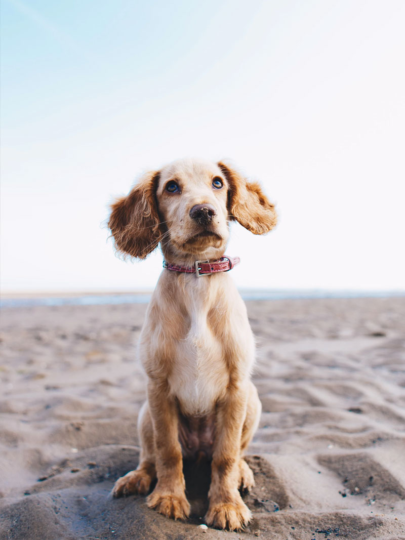 dog